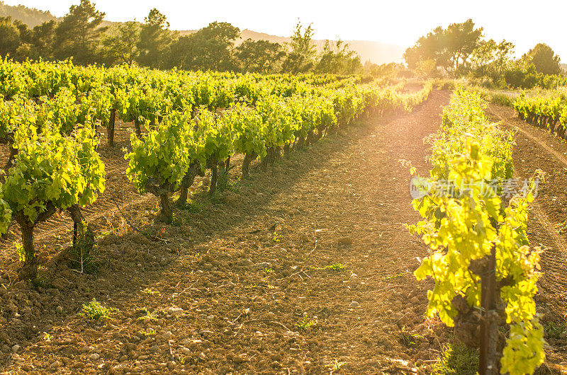 葡萄藤的葡萄园黄昏耀斑黄色的太阳行白焦penedes viñedo